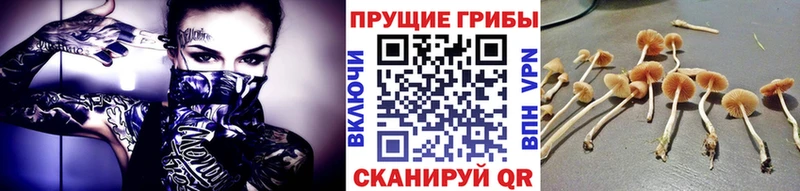 hydra tor  Яранск  Псилоцибиновые грибы Psilocybine cubensis 
